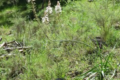 Asphodelus cerasiferus