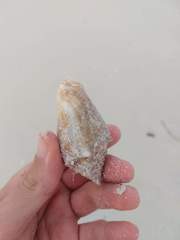 Macrostrombus costatus