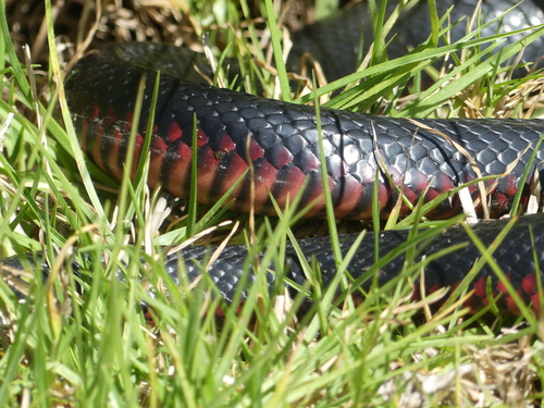 Red-bellied Black Snake sighting