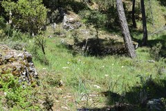 Asphodelus cerasiferus