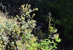 Helictochloa bromoides bromoides