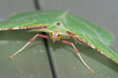 Dichorda illustraria