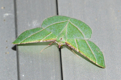 Dichorda illustraria