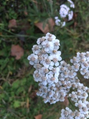 Achillea millefolium
