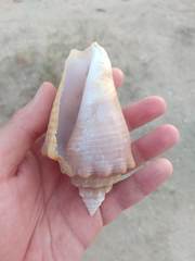 Macrostrombus costatus