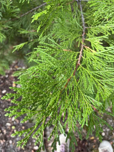 iNaturalist observation photo of California incense-cedar