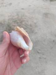 Macrostrombus costatus