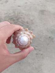 Macrostrombus costatus