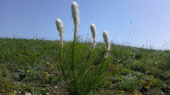 Asphodeline taurica