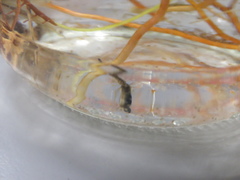 Culiseta longiareolata