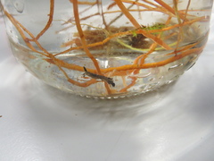 Culiseta longiareolata