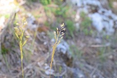 Helictochloa bromoides bromoides
