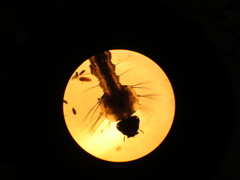 Culiseta longiareolata