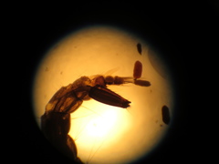 Culiseta longiareolata