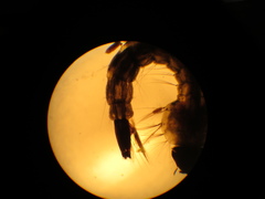 Culiseta longiareolata