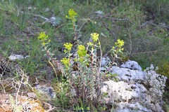 Euphorbia nicaeensis