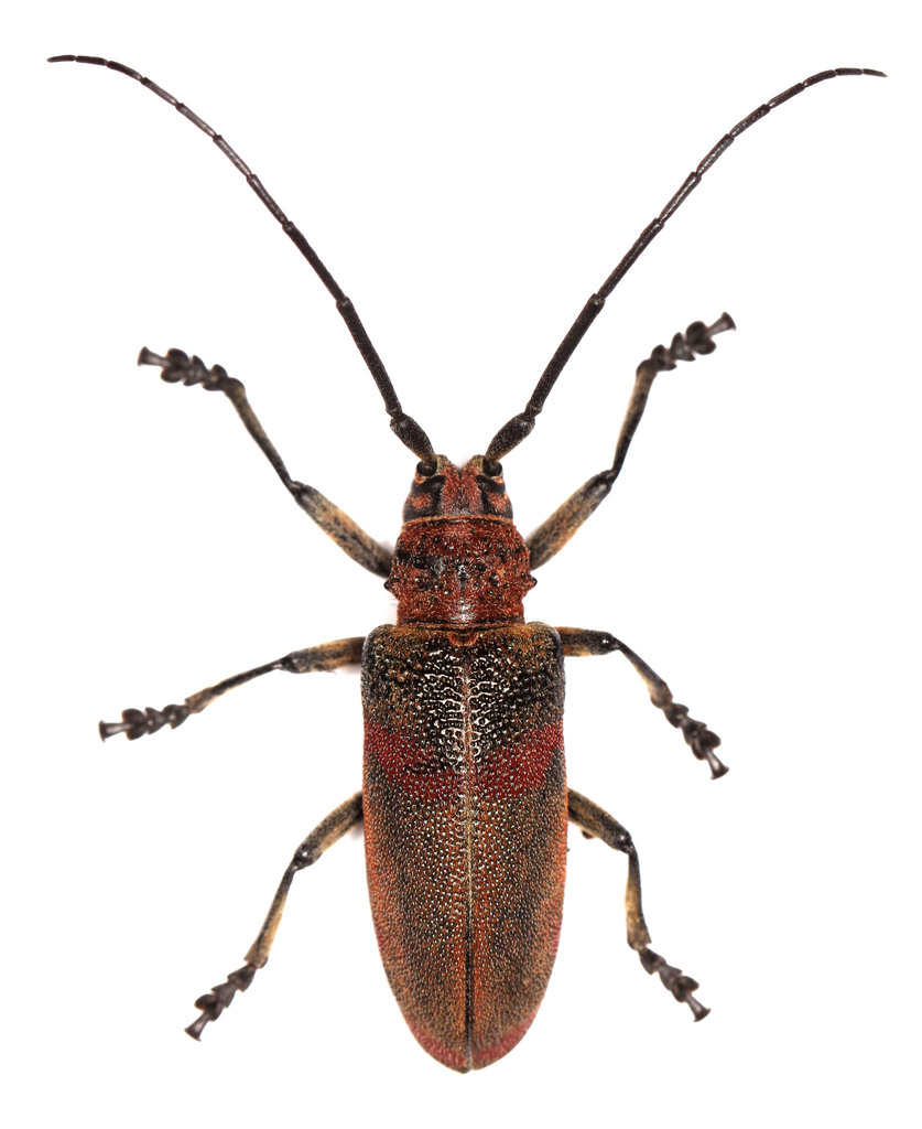 Ceroplesini
