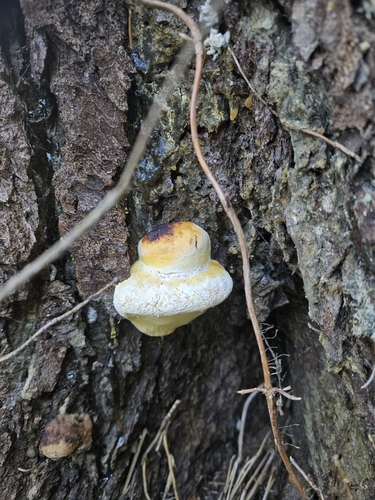 Fomitopsis pinicola