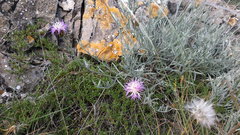 Psephellus trinervius