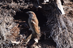 Passer domesticus