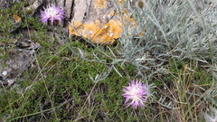 Psephellus trinervius