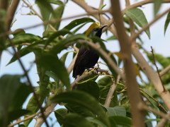 Nectarinia kilimensis