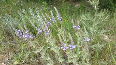 Veronica austriaca dentata