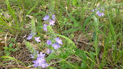 Veronica austriaca dentata