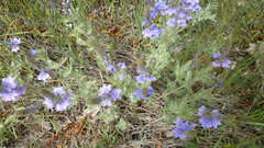 Veronica austriaca dentata