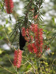 Nectarinia kilimensis