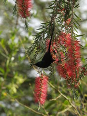 Nectarinia kilimensis
