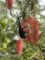 Nectarinia kilimensis