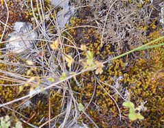Cerastium brachypetalum