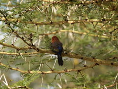 Granatina ianthinogaster