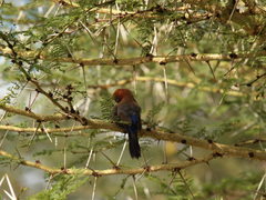 Granatina ianthinogaster