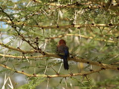 Granatina ianthinogaster