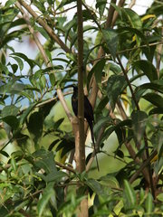 Nectarinia kilimensis