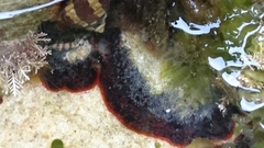 Watersipora subtorquata