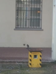 Accipiter nisus