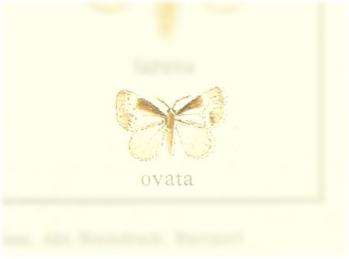 Megalopyge ovata
