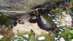 Watersipora subtorquata