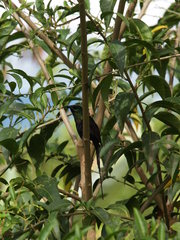 Nectarinia kilimensis