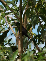 Nectarinia kilimensis