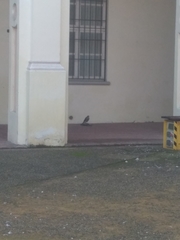 Accipiter nisus