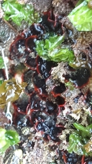 Watersipora subtorquata