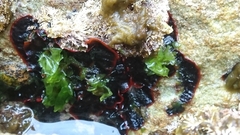 Watersipora subtorquata