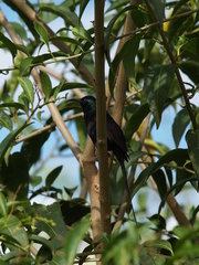 Nectarinia kilimensis