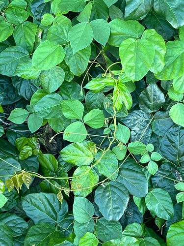 Canavalia cathartica