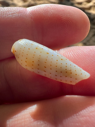 Conus nussatella observed 2025-10-13