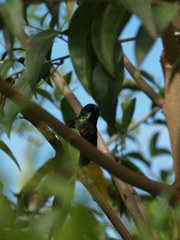 Nectarinia kilimensis